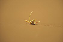 Anchieta's Desert Lizard (Meroles anchietae) lifting feet for heat relief, Namib-Naukluft National Park, Namibia