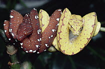 Green Tree Python (Chondropython viridis) juveniles coiled around branch, Papua New Guinea