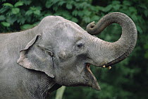 Asian Elephant (Elephas maximus) profile, India