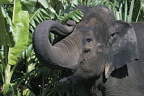 Asian Elephant (Elephas maximus) curling trunk, India