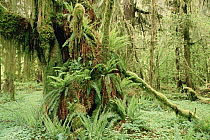 Bigleaf Maple (Acer macrophyllum) trees with epiphytes in old growth temperate forest, Pacific Coast, North America