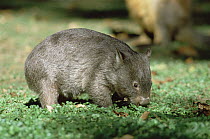 Common Wombat (Vombatus ursinus) side view, eating vegetation, southeastern Australia