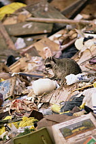 Raccoon (Procyon lotor) in garbage dump, central and North America