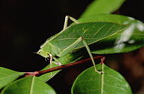 Green Leaf-mimic Katydid (Steirodon robertsorum) on stem, camouflaged amongst leaves, Costa Rica