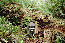 Raccoon (Procyon lotor) in temperate rainforest, central and North America