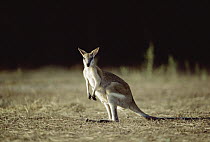 Agile Wallaby (Macropus agilis), Northern Territory, Australia