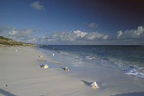 Conch shell on Seven Mile Beach, Grand Turk Island, Turk and Caicos Islands, Caribbean