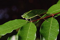 Leaf-mimic Katydid (Aegimia elongata) on stem, camouflaged amongst leaves, Costa Rica