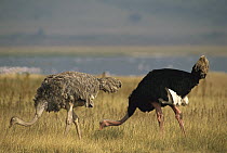 Ostrich (Struthio camelus) male and female foraging in grassland, east Africa