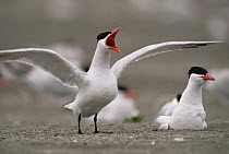Caspian Tern (Hydroprogne caspia) territorial displaying at nest site, mouth of Columbia River, Oregon