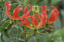 Flame Lily (Gloriosa superba) in flower, Hwange National Park, Zimbabwe