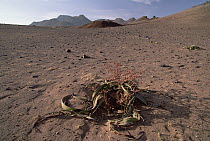 Welwitschia (Welwitschia mirabilis) single plant in desert, Damaraland, Namibia