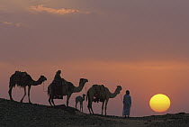 Dromedary (Camelus dromedarius) trio with Bedouins at sunset, Oasis Dakhia, Great Sand Sea, Sahara Desert, Egypt