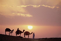 Dromedary (Camelus dromedarius) trio, domestic camels with Bedouins at sunset, Oasis Dakhia, Great Sand Sea, Sahara Desert, Egypt