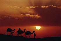 Dromedary (Camelus dromedarius) trio, domestic camels with Bedouins at sunset, Oasis Dakhia, Great Sand Sea, Sahara Desert, Egypt
