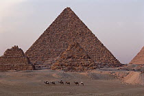 The pyramids of Giza in evening light, Giza, Egypt