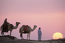 Dromedary (Camelus dromedarius) pair, domestic camels with Bedouins at sunset, Oasis Dakhia, Great Sand Sea, Sahara Desert, Egypt