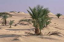 Palm trees growing out of sand in oasis, Oasis Dakhia, Sahara Desert, Egypt