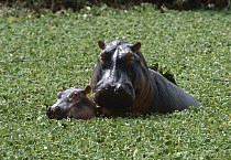 Hippopotamus (Hippopotamus amphibius) mother and baby emerging from water lettuce in river, Serengeti National Park, Tanzania