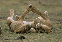African Lion (Panthera leo) two cubs playing, Serengeti National Park, Tanzania