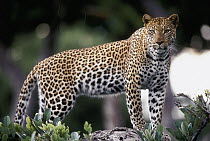Leopard (Panthera pardus) female, portrait, Moremi Wildlife Reserve, Botswana