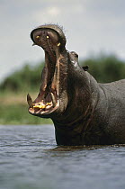 Hippopotamus (Hippopotamus amphibius) male displaying, Linyanti Swamp, Botswana