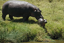 Hippopotamus (Hippopotamus amphibius) mother and baby, Serengeti National Park, Tanzania