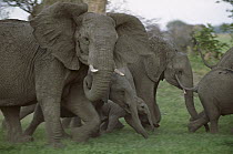 African Elephant (Loxodonta africana) herd of adults and calves running, Linyanti Swamp, Botswana