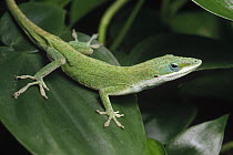 Green Anole (Anolis carolinensis) on leaf, native to southeast USA and the Caribbean
