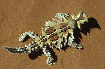 Thorny Devil (Moloch horridus) overhead view, native to the Central Desert, Western Australia