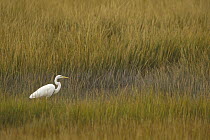 Great Egret (Ardea alba) amid marsh grasses, Pea Island National Wildlife Refuge, Outer Banks, North Carolina