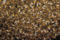 Honey Bee (Apis mellifera) workers tending brood in hive, North America