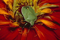 Southern Green Stink Bug (Nezara viridula) on red blossom, temperate North America