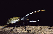 Hercules Scarab Beetle (Dynastes hercules) male, the largest rhinoceros beetle in the world, can grow to eight inches long, tropical Central and South America