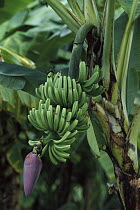 Banana (Musa x hybridus) fruiting, occurs in tropical regions worldwide