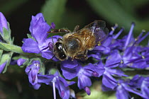 Honey Bee (Apis mellifera) woker on purple blossoms, North America