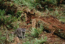Raccoon (Procyon lotor) on temperate rainforest floor, Pacific coast, North America