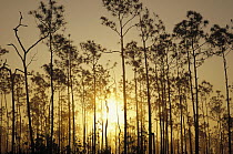 Slash Pine (Pinus elliottii) forest at sunset, Everglades National Park, Florida