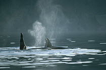 Orca (Orcinus orca) spouting, North America
