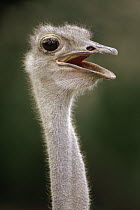 Ostrich (Struthio camelus), east Africa