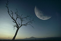 Whistling Thorn (Acacia drepanolobium) and moon, Amboseli National Park, Kenya