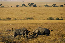 Black Rhinoceros (Diceros bicornis) two males fighting, Masai Mara National Reserve, Kenya