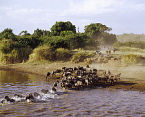 Blue Wildebeest (Connochaetes taurinus) and Zebra, migrating across Mara River, Masai Mara National Reserve, Kenya