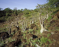 Desert Rose (Adenium obesum) trees, Ol Kokwa Island, Lake Baringo, Great Rift Valley, Kenya
