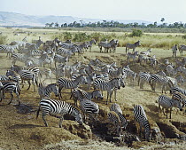 Burchell's Zebra (Equus burchellii) migrating, Masai Mara National Reserve, Kenya