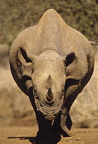 Black Rhinoceros (Diceros bicornis), Masai Mara National Reserve, Kenya