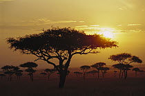 Umbrella Thorn (Acacia tortilis) trees at sunrise on savannah, Masai Mara, Kenya