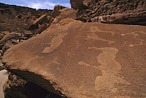 Rhino Rock petroglyphs, Twyfelfontain Rock Art Site, Damaraland, Namibia