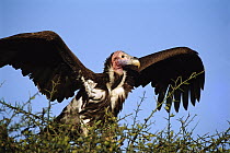 Lappet-faced Vulture (Torgos tracheliotus) spreading its wings, Masai Mara Reserve, Kenya