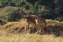 Masai Giraffe (Giraffa tippelskirchi) juvenile males neck sparring, Masai Mara, Kenya